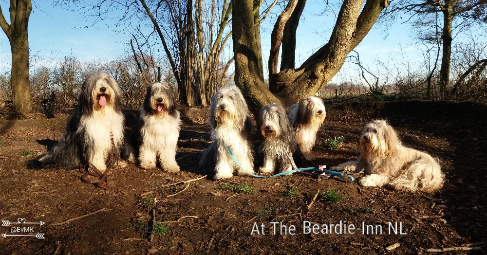 de beardies At the Beardie-Inn february 2019